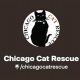 Best Cat Rescue Organizations in Chicago | My Caring Dog – Tips, Stories, and Care Guides for Loving Pet Owners