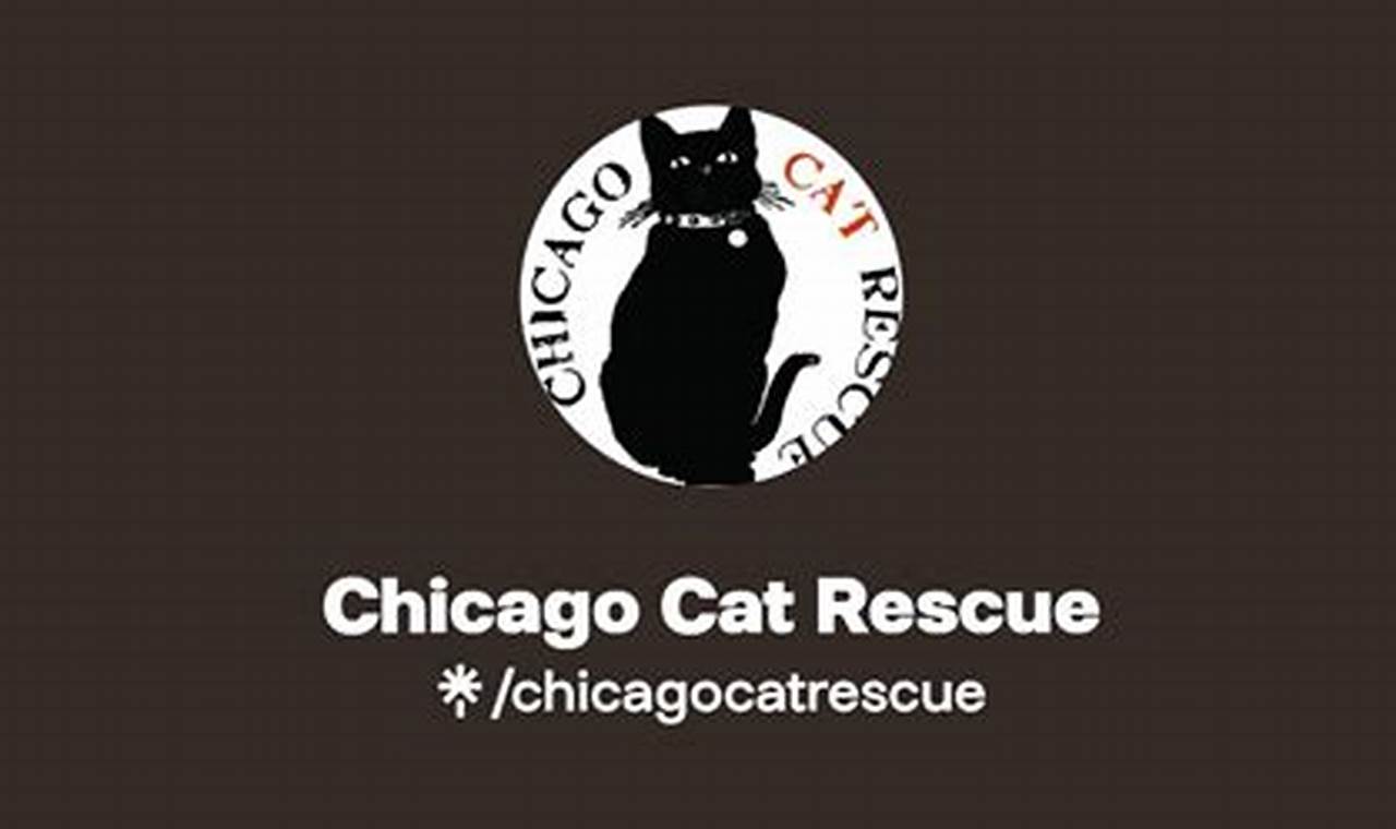 Best Cat Rescue Organizations in Chicago | My Caring Dog – Tips, Stories, and Care Guides for Loving Pet Owners