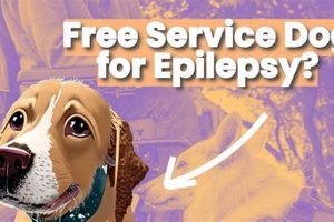 Free Service Dogs for Epilepsy: A Complete Guide | My Caring Dog – Tips, Stories, and Care Guides for Loving Pet Owners