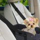 Best Booster Seats for Dogs in Cars | My Caring Dog – Tips, Stories, and Care Guides for Loving Pet Owners