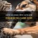 Are Cats Or Dogs Easier To Take Care Of | My Caring Dog – Tips, Stories, and Care Guides for Loving Pet Owners