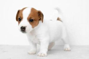 Find Free Puppies Near You Today! | My Caring Dog – Tips, Stories, and Care Guides for Loving Pet Owners