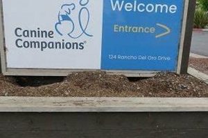 Best Canine Companions in Oceanside, CA | My Caring Dog – Tips, Stories, and Care Guides for Loving Pet Owners