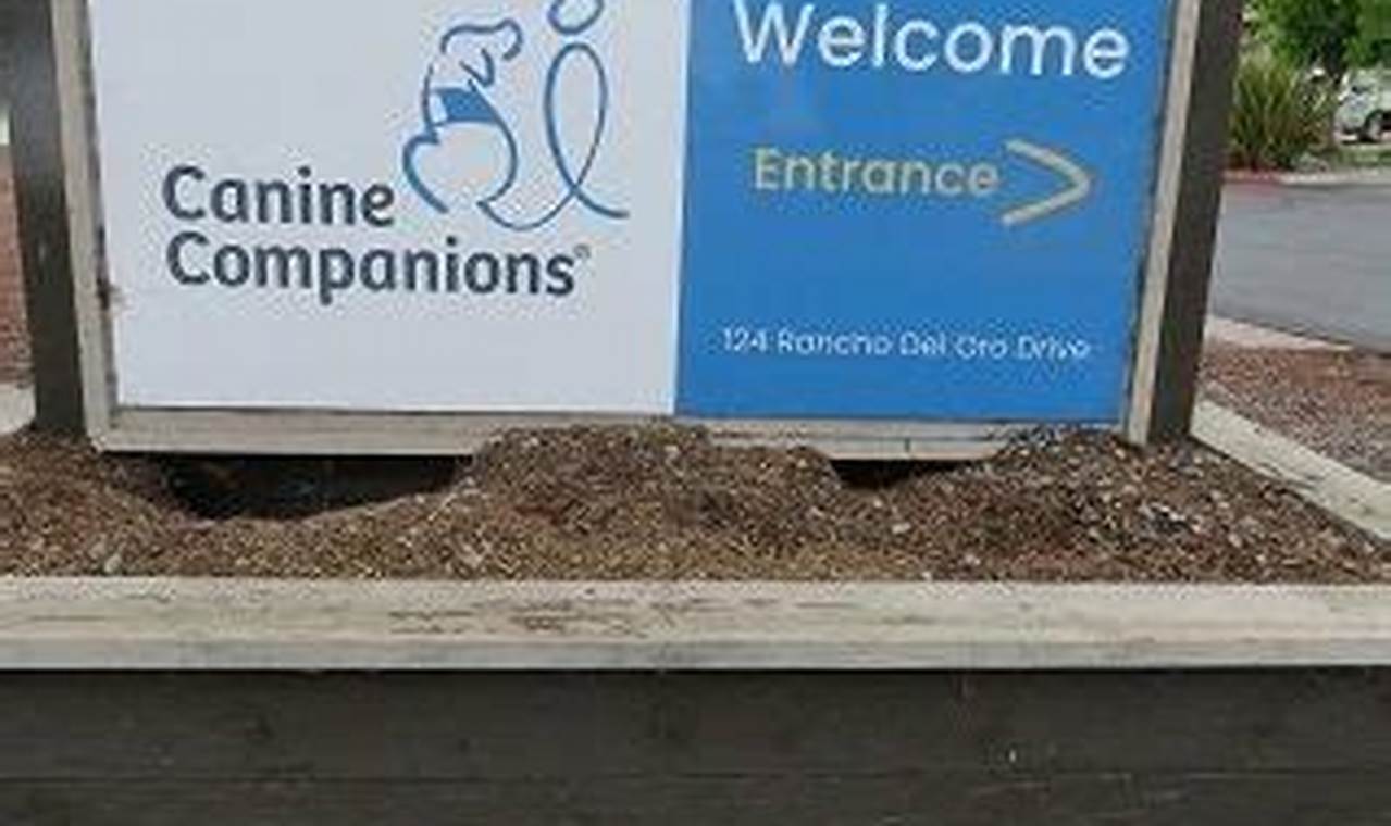 Best Canine Companions in Oceanside, CA | My Caring Dog – Tips, Stories, and Care Guides for Loving Pet Owners