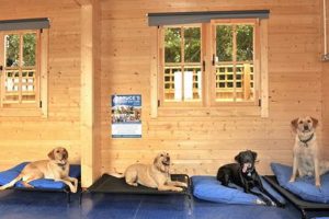 Best Dog Day Care in Surrey | Top Kennels My Caring Dog – Tips, Stories, and Care Guides for Loving Pet Owners Best Dog Day Care in Surrey | Top Kennels | My Caring Dog – Tips, Stories, and Care Guides for Loving Pet Owners