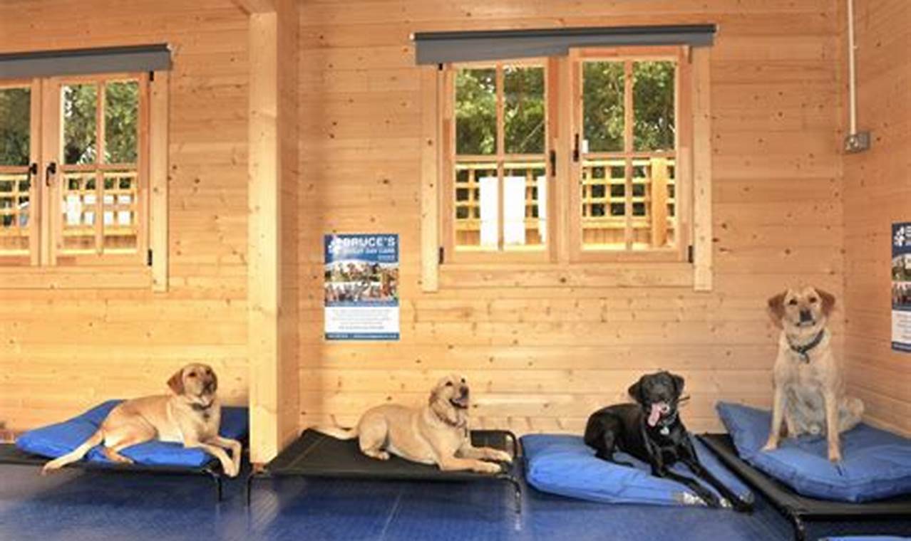 Best Dog Day Care in Surrey | Top Kennels My Caring Dog – Tips, Stories, and Care Guides for Loving Pet Owners Best Dog Day Care in Surrey | Top Kennels | My Caring Dog – Tips, Stories, and Care Guides for Loving Pet Owners