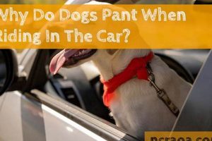 Dog Panting in Cars: Causes &amp; Solutions | My Caring Dog – Tips, Stories, and Care Guides for Loving Pet Owners
