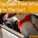 Dog Panting in Cars: Causes &amp; Solutions | My Caring Dog – Tips, Stories, and Care Guides for Loving Pet Owners