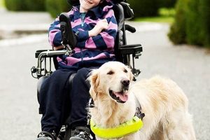 Trained Dogs For Handicapped My Caring Dog – Tips, Stories, and Care Guides for Loving Pet Owners Trained Dogs For Handicapped | My Caring Dog – Tips, Stories, and Care Guides for Loving Pet Owners
