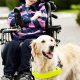 Trained Dogs For Handicapped | My Caring Dog – Tips, Stories, and Care Guides for Loving Pet Owners