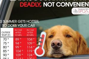 Don't Leave Dog Food in Hot Cars! Danger! My Caring Dog – Tips, Stories, and Care Guides for Loving Pet Owners Don't Leave Dog Food in Hot Cars! Danger! | My Caring Dog – Tips, Stories, and Care Guides for Loving Pet Owners