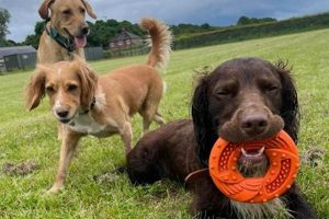 Best Dog Day Care in Darlington: Top Choices | My Caring Dog – Tips, Stories, and Care Guides for Loving Pet Owners