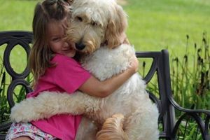 The Ultimate Guide to Dog Companionship in Cars My Caring Dog – Tips, Stories, and Care Guides for Loving Pet Owners The Ultimate Guide to Dog Companionship in Cars | My Caring Dog – Tips, Stories, and Care Guides for Loving Pet Owners