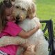 The Ultimate Guide to Dog Companionship in Cars | My Caring Dog – Tips, Stories, and Care Guides for Loving Pet Owners