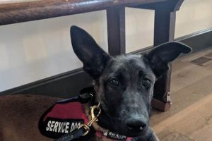 Best PTSD Service Dog Training Near Me: Find Your Support | My Caring Dog – Tips, Stories, and Care Guides for Loving Pet Owners