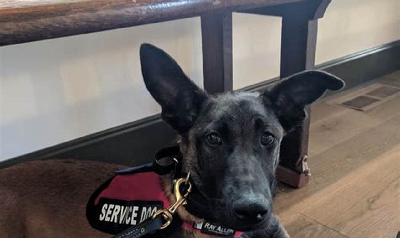 Best PTSD Service Dog Training Near Me: Find Your Support | My Caring Dog – Tips, Stories, and Care Guides for Loving Pet Owners