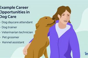 Top Dog Jobs Near Me: Pawsome Careers | My Caring Dog – Tips, Stories, and Care Guides for Loving Pet Owners
