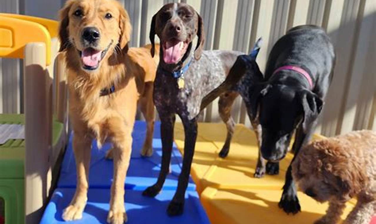 Top Dog Day Care on Martha's Vineyard, MA | My Caring Dog – Tips, Stories, and Care Guides for Loving Pet Owners