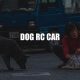 Dog And Rc Car | My Caring Dog – Tips, Stories, and Care Guides for Loving Pet Owners