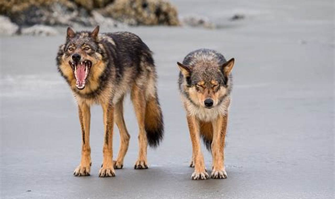 Best Caninies & Kennels for Car Dogs | My Caring Dog – Tips, Stories, and Care Guides for Loving Pet Owners