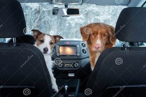 Dog Car Seat Safety: Front Seat Rules & Tips | My Caring Dog – Tips, Stories, and Care Guides for Loving Pet Owners