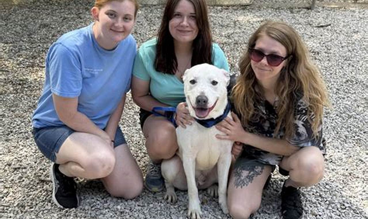 Best Animal Rescue Centers in Chicago, IL | My Caring Dog – Tips, Stories, and Care Guides for Loving Pet Owners