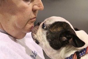 Expert Companion Dog Training Tips & Tricks | My Caring Dog – Tips, Stories, and Care Guides for Loving Pet Owners