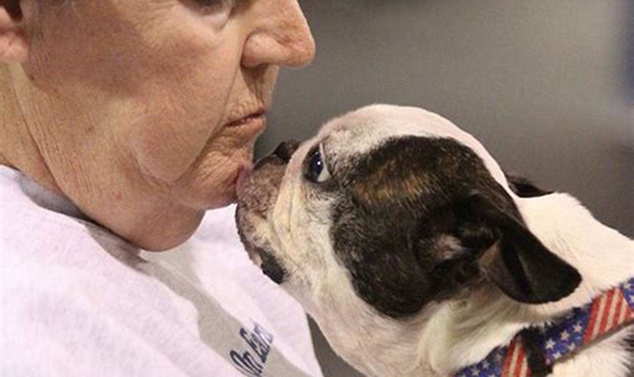 Expert Companion Dog Training Tips & Tricks | My Caring Dog – Tips, Stories, and Care Guides for Loving Pet Owners