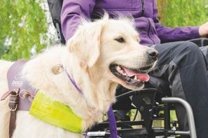 Dogs For Disability | My Caring Dog – Tips, Stories, and Care Guides for Loving Pet Owners
