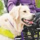 Dogs For Disability | My Caring Dog – Tips, Stories, and Care Guides for Loving Pet Owners