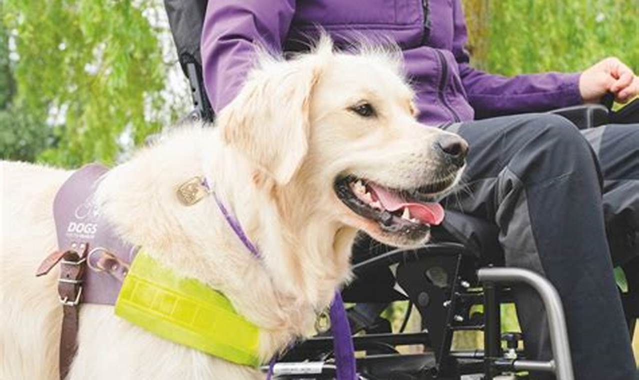 Dogs For Disability | My Caring Dog – Tips, Stories, and Care Guides for Loving Pet Owners