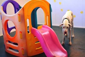 Best Dog Day Care in Horsham, West Sussex | My Caring Dog – Tips, Stories, and Care Guides for Loving Pet Owners