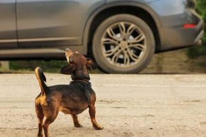 Dog Barking At Cars | My Caring Dog – Tips, Stories, and Care Guides for Loving Pet Owners