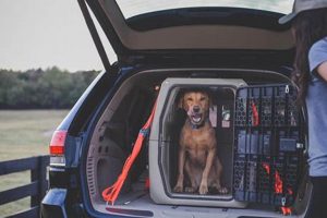 Best Dog Crate For Car | My Caring Dog – Tips, Stories, and Care Guides for Loving Pet Owners