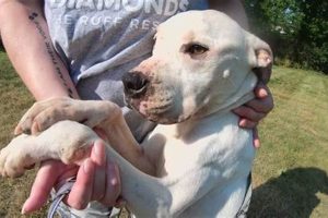 Best Dog Pound in St. Louis: Adoption & More | My Caring Dog – Tips, Stories, and Care Guides for Loving Pet Owners