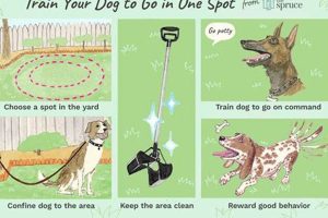 Top Places to Train Your Dog Effectively | My Caring Dog – Tips, Stories, and Care Guides for Loving Pet Owners