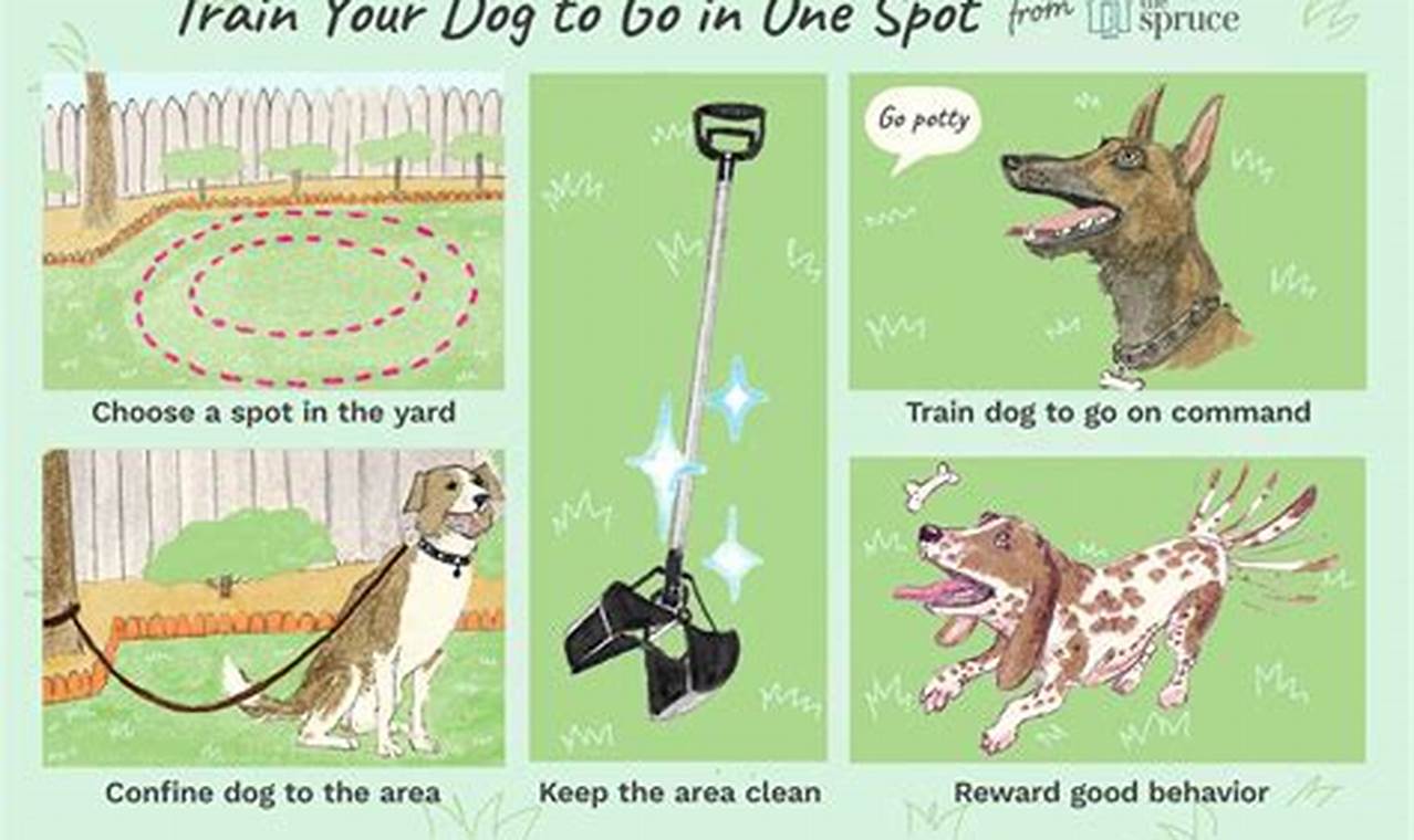Top Places to Train Your Dog Effectively | My Caring Dog – Tips, Stories, and Care Guides for Loving Pet Owners