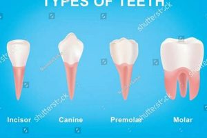 The Ultimate Guide to Canine Car Safety My Caring Dog – Tips, Stories, and Care Guides for Loving Pet Owners The Ultimate Guide to Canine Car Safety | My Caring Dog – Tips, Stories, and Care Guides for Loving Pet Owners