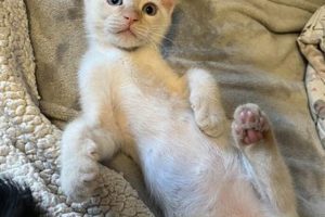 Best Milan Animal Rescue & Adoption Centers | My Caring Dog – Tips, Stories, and Care Guides for Loving Pet Owners