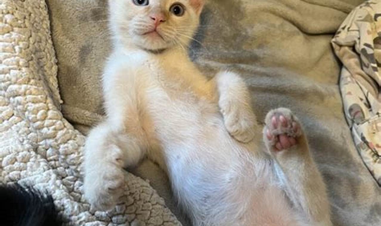 Best Milan Animal Rescue & Adoption Centers | My Caring Dog – Tips, Stories, and Care Guides for Loving Pet Owners