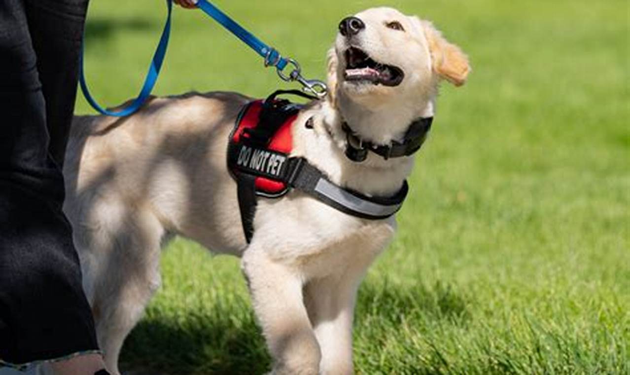 Training Your Dog To Be A Service Dog | My Caring Dog – Tips, Stories, and Care Guides for Loving Pet Owners