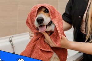 Top Dog Care Jobs Near Me: Find Your Paw-fect Fit! | My Caring Dog – Tips, Stories, and Care Guides for Loving Pet Owners