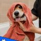 Top Dog Care Jobs Near Me: Find Your Paw-fect Fit! | My Caring Dog – Tips, Stories, and Care Guides for Loving Pet Owners