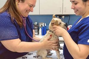 Ultimate VIP Pet Care Dog Prices Guide | My Caring Dog – Tips, Stories, and Care Guides for Loving Pet Owners