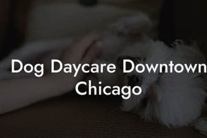 Ultimate Dog Care Guide: Chicago | My Caring Dog – Tips, Stories, and Care Guides for Loving Pet Owners