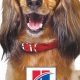 Hill's Science Diet Dog Food Oral Care | My Caring Dog – Tips, Stories, and Care Guides for Loving Pet Owners