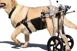 Para Dog | My Caring Dog – Tips, Stories, and Care Guides for Loving Pet Owners