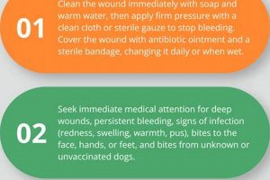 First Aid for Dog Bites: Home Care Guide | My Caring Dog – Tips, Stories, and Care Guides for Loving Pet Owners