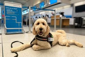Complete Guide: Train Dog To Be Service Dog Today | My Caring Dog – Tips, Stories, and Care Guides for Loving Pet Owners