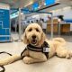 Complete Guide: Train Dog To Be Service Dog Today | My Caring Dog – Tips, Stories, and Care Guides for Loving Pet Owners
